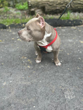 Load image into Gallery viewer, Pocket American Bullies