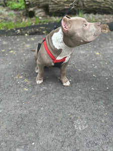 Pocket American Bullies