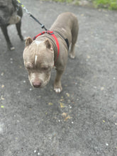 Load image into Gallery viewer, Pocket American Bullies