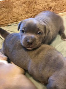 Pocket American Bullies