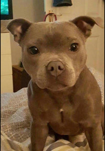 Pocket American Bullies