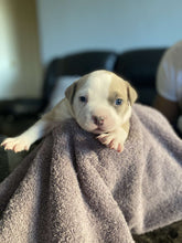 Load image into Gallery viewer, Pocket American Bullies