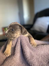Load image into Gallery viewer, Pocket American Bullies