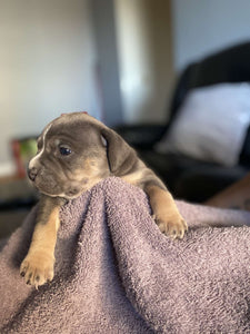 Pocket American Bullies