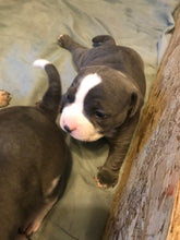 Load image into Gallery viewer, Pocket American Bullies