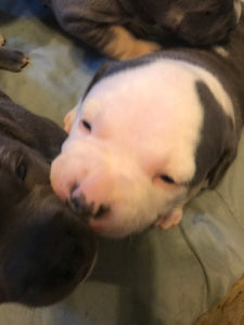 Pocket American Bullies