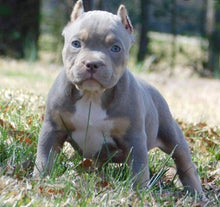Load image into Gallery viewer, Pocket American Bullies
