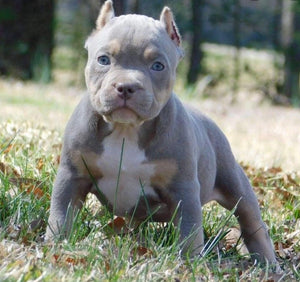 Pocket American Bullies