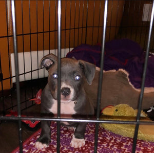 Pocket American Bullies