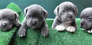 Pocket American Bullies